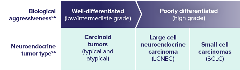 About Neuroendocrine Tumors Chart